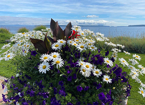 A bright, cheery flowerbed with white daisies, purple, and red flowers.