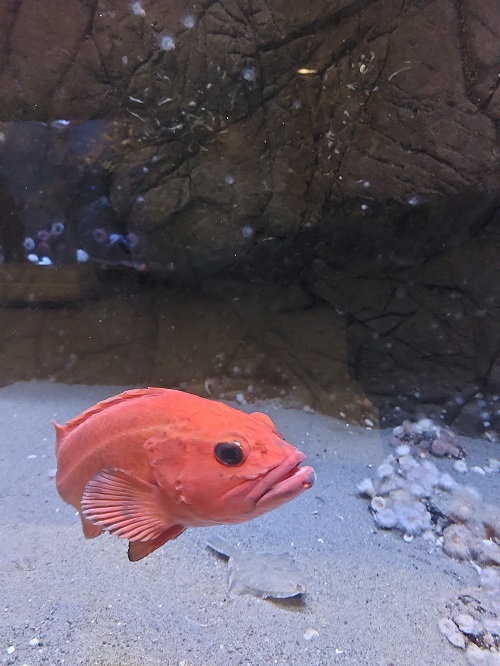 An orange rock fish at the aquarium looks a little grumpy as it eyes the photographer with one of its big black eyes