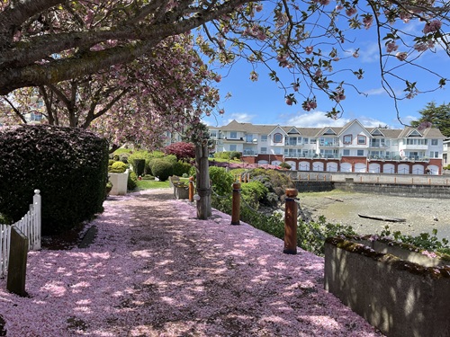 A cherry blossom tree overhangs a waterfront walkway, which is covered in fallen pink blossoms. In the background you can see that it is low tide, on a bright, blue skyed day.